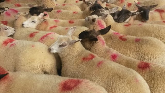 Factories move to lower spring lamb quotes