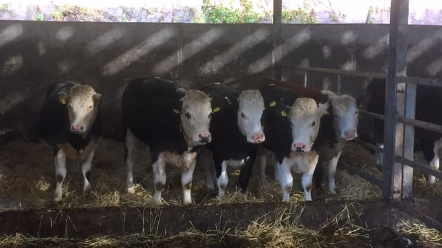 Cattle Marts - Strong demand for stores as winter finishers try to secure cattle