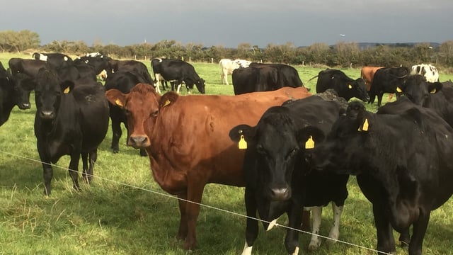 Former IFA Beef Chairman Michael Doran tells all about his move from beef to dairy