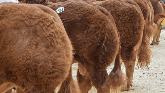 The Irish Limousin bull that sold for a world record price