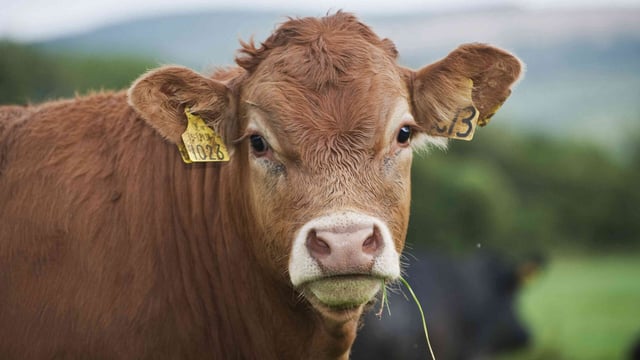 Anthrax disease responsible for death of cow in the UK