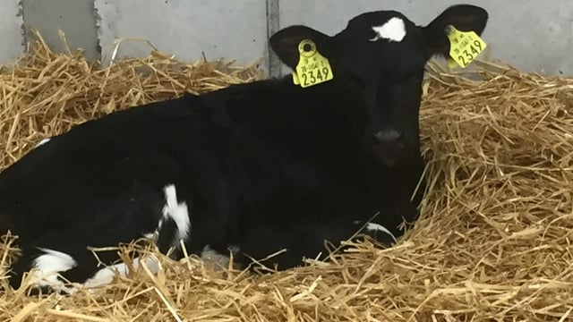 Autumn calving - Figures show further fall in dairy and beef calf registrations