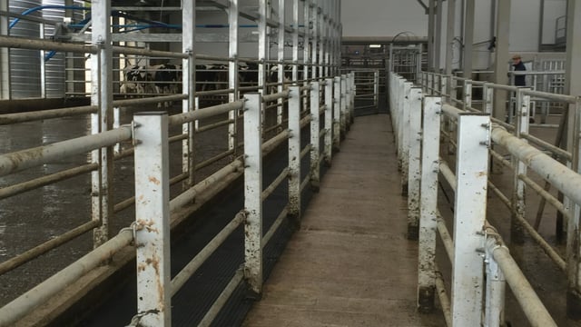 Looking to put in a new cattle crush? - There's a 40% grant available
