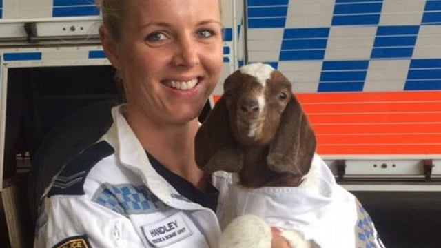 A goat has been made an honorary recruit of an Aussie bomb squad