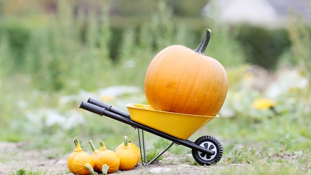 Here's what Halloween traditionally marked in Ireland (it's farming related)