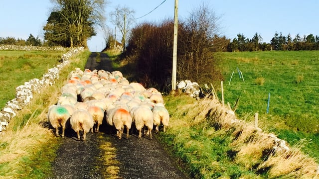Irish sheepmeat exports face competition from increasing UK supplies