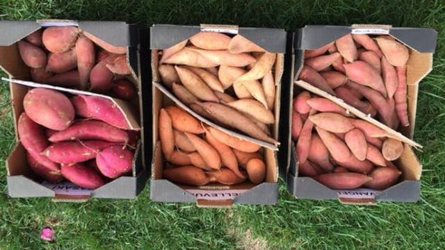 Nursery hopes to have first Irish crop of sweet potatoes next year
