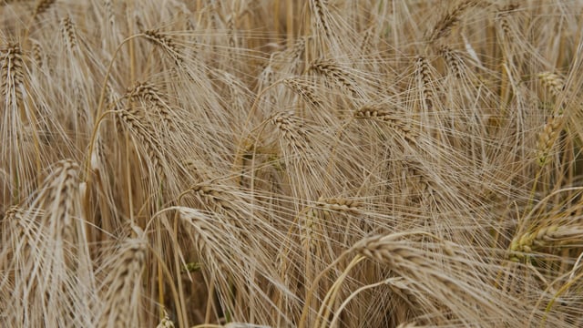Boortmalt to meet IFA to negotiate malting barley prices