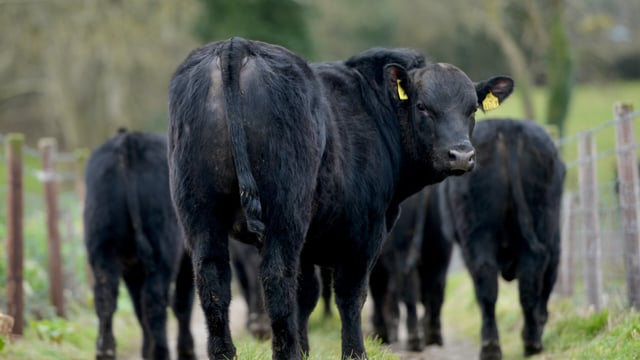 National beef kill back 75,000 head on last year
