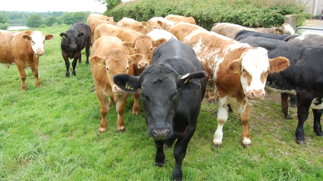R3 steer price down 21c/kg in the first seven months of 2016