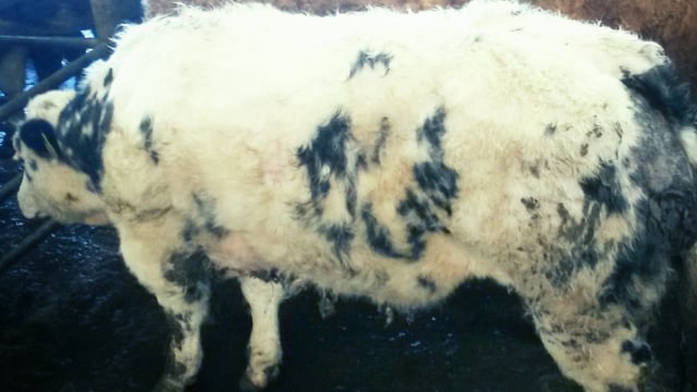 Cattle Marts - Weanlings to the fore with lots selling to €3/kg