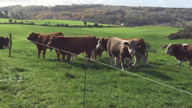 Young bull kill up 44% this year due to 'encouraging prices in 2015'