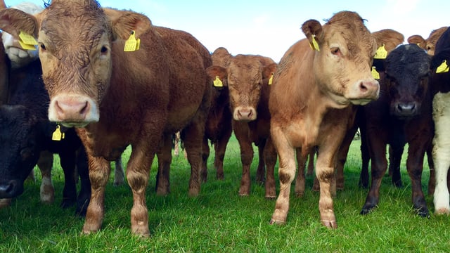 Beef price remains unchanged - Week-on-week throughput continues to ease