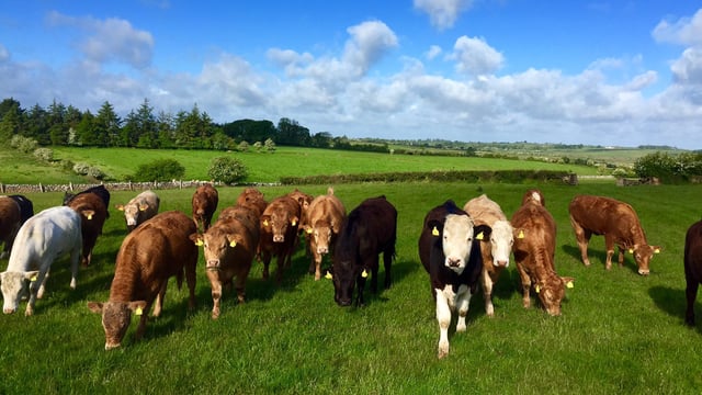 Monitoring cattle weights from space is a 'game-changer'
