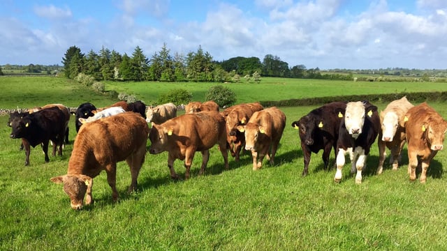 90% of beef herds test positive for liver fluke