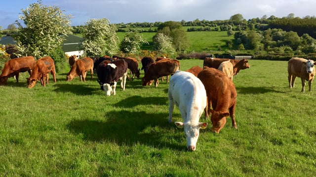 Future farm income crises must be prevented - EU Farmers