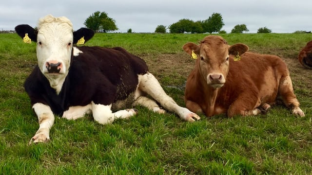 Teagasc confirms changes to catch crop grass lie-back criteria