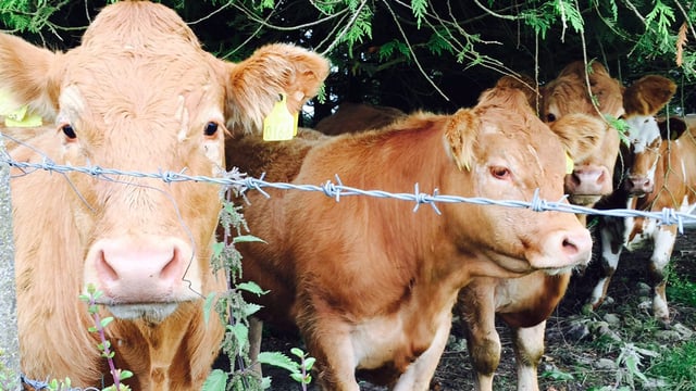 What does the rise of Lidl and Aldi in UK mean for Irish beef farmers?
