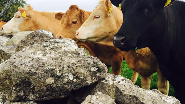 'Muck justice': Judge orders farmers to end field wall feud