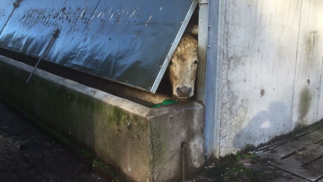 Meal voucher scheme for suckler and sheep farmers pushed for