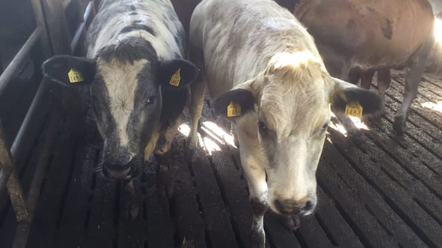 North/south beef price gap narrows again
