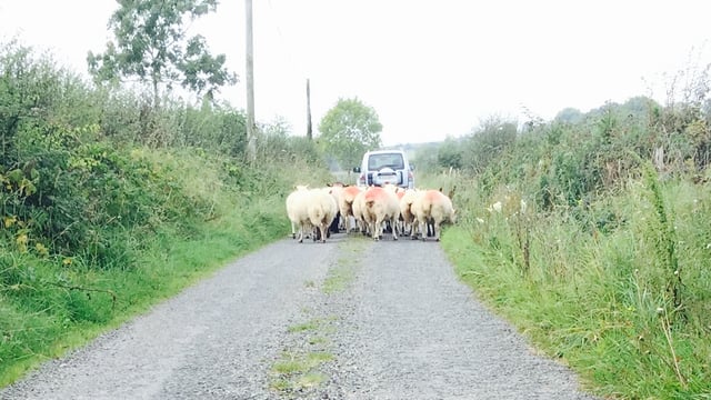 Rolling reference year for sheep farmers - only on a case-by-case basis