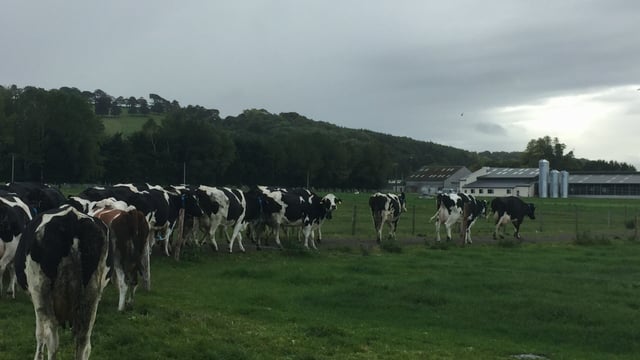 Robotic milking: What's more important time or money?