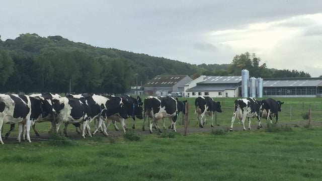 'A lame cow should be treated like an emergency'
