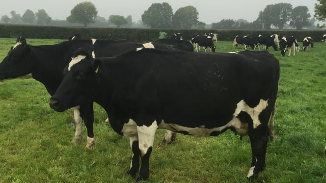 'Beef farmers switch to dairy to generate more farm income'