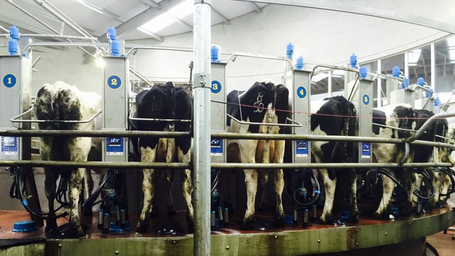 Dairy advice: Tail clipping and shaving udders before drying off