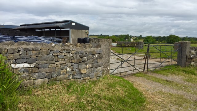 Department urged to allow on-farm disposal of fallen ewes