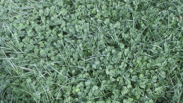 Grass clover swards are a win-win for farmers