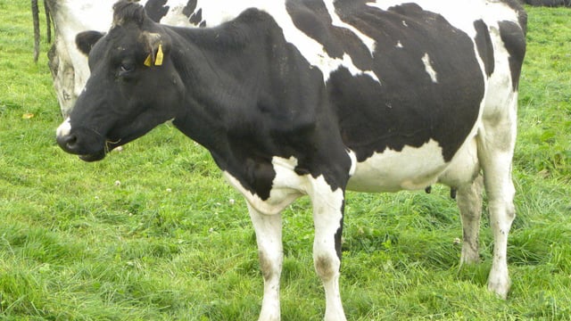 12 Member States exceeded milk quota by 2,938,000t