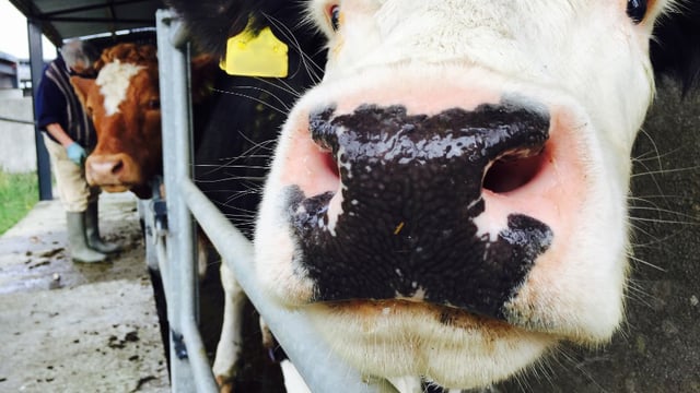 160 herds restricted for tag, registration and movement breaches