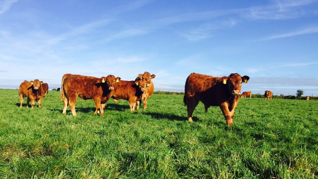 TB blackspots: Over 3,800 herds locked up in 2017