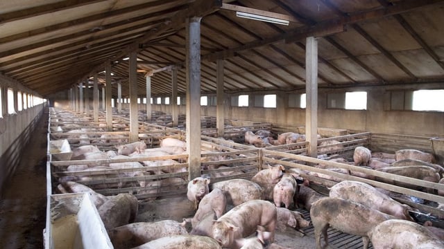 China reports new outbreak of African swine fever