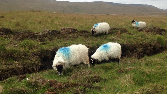 Department slammed over spring sheep inspections
