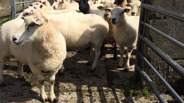 Sheep trade: Sheep kill up 16,000 head as factory prices weaken