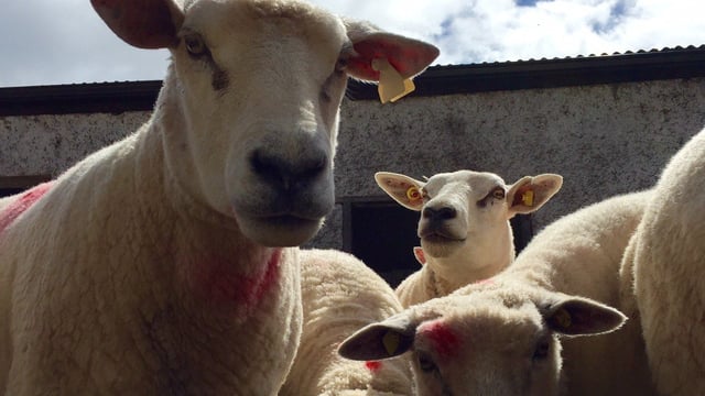 IFA to push for the introduction of direct sheep payments