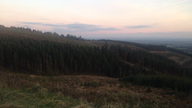 Gardaí involved in Coillte protection efforts