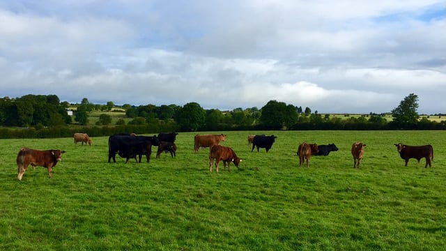 2040 emissions cut: EU farmer group lauds 'dialogue' with sector