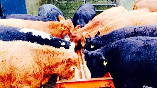 Slight increase on weekly beef kill figures, as young bull numbers lead the way