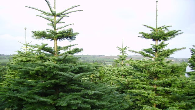 Consumers encouraged to buy an Irish tree this Christmas