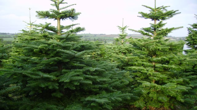What can I do with my real Christmas tree now that the holiday season is over?