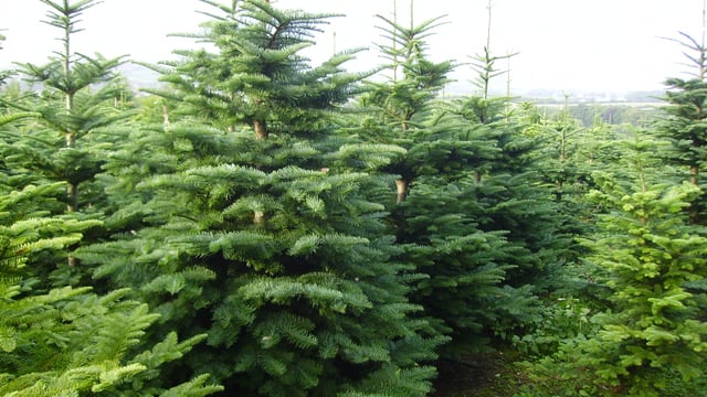 Up to 400,000 Christmas trees expected to be sold in Ireland this year