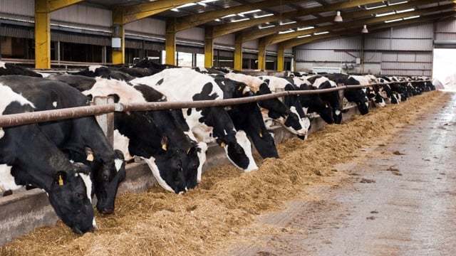 'Ignoring the dry period could reduce herd productivity in 2016'