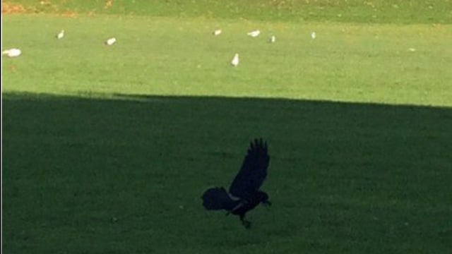 A dead crow hanging from a shed triggers fear in other crows! Fact!