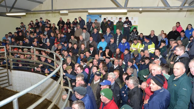 Blessington Mart to host 'Special Texel In-lamb sale'