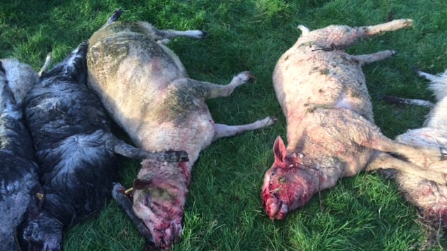 Warning Graphic Pics: Dog attack on pedigree sheep flock costs farmer €3,500