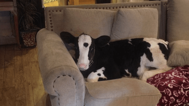 Friday feeling: This calf thinks it's a dog...